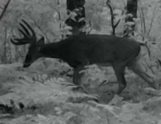 northern wi deer hunting